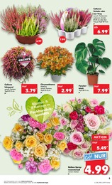 Blumen Angebot im aktuellen Kaufland Prospekt auf Seite 5