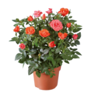 Rosier en pot en promo chez Lidl Rosier en pot dans le catalogue Lidl