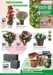 Aktueller Hagebaumarkt Prospekt mit Lavendel, "DEIN START IN DIE GARTENSAISON", Seite 3