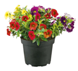 Hagebaumarkt Neubrandenburg - Zauberglöckchen "Trio" Angebot im Prospekt Zauberglöckchen "Trio" bei Hagebaumarkt im Neubrandenburg Prospekt für 3,49 €