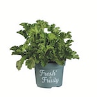 Duftende Geranie im Lidl Prospekt Duftende Geranie von Fresh & Fruity im aktuellen Lidl Prospekt fĂŒr 2,99 âŹ
