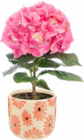 Hortensia + Cache-pot en céramique dans le catalogue Botanic