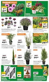 Aktueller OBI Prospekt mit Pflanzen, "BIBERSTARKE ANGEBOTE", Seite 2