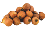 Blumen-Zwiebeln im Angebot bei Wreesmann in Buxtehude Blumen-Zwiebeln Angebote bei Wreesmann Buxtehude für 1,59 €