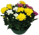 Chrysanthème américain unicolore ou multicolore ou association de 5 plantes de saison - Lidl à Bayonne Chrysanthème américain unicolore ou multicolore ou association de 5 plantes de saison en promo chez Lidl Bayonne à 12,99 €