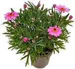 Aktuelles Sommerjasmin Angebot bei REWE in Duisburg ab 2,29 €