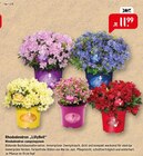 Raiffeisenmarkt - Rhododendron 'LillyBell' Angebot im Prospekt Rhododendron 'LillyBell' bei Raiffeisenmarkt im Prospekt "" für 11,99 €