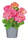 Bauernhortensie im toom Baumarkt Prospekt Bauernhortensie von im aktuellen toom Baumarkt Prospekt fĂŒr 12,99 âŹ