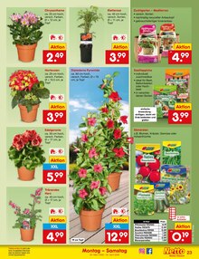 Tomaten im Netto Marken-Discount Prospekt "Aktuelle Angebote" mit 62 Seiten (München)