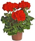 Geranie Angebote bei Penny Stade für 1,49 €