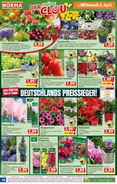 Norma Grünpflanzen im Prospekt Norma Grünpflanzen im Prospekt