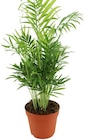 Aktuelles Verschiedene Grünpflanzen Angebot bei Penny in Kassel ab 4,99 €