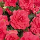 Bulbes à fleurs dans le catalogue Carrefour