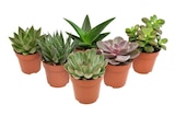 Carrefour Paris - Promo Plante succulente Promo Plante succulente à 1,99 € dans le catalogue Carrefour à Paris