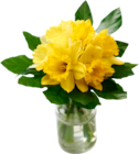 BOUQUET DE 20 JONQUILLES - SANS MARQUE en promo à 3,20 € chez Auchan Hypermarché BOUQUET DE 20 JONQUILLES - SANS MARQUE dans le catalogue Auchan Hypermarché