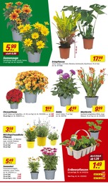 Sonnenblume im toom Baumarkt Prospekt in Heidelberg Aktueller toom Baumarkt Prospekt mit Sonnenblume, "Respekt, wer's selber macht.", Seite 4
