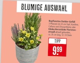 Aktuelle Blumen Angebote bei Marktkauf in Stuttgart Aktuelles Bepflanztes Outdoor-Gefäß Angebot bei Marktkauf in Stuttgart ab 9,99 €