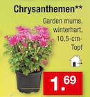 Aktuelle Chrysantheme Angebote bei Zimmermann in Bremen Aktuelles Chrysanthemen Angebot bei Zimmermann in Bremen ab 1,69 €