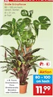 Gartenbepflanzung im Netto Marken-Discount Prospekt Große Grünpflanze im aktuellen Netto Marken-Discount Prospekt für 11,99 €