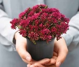 Aktuelles GARTEN-TEPPICH-FETTBLATT 'DEEP ROSE' Angebot bei Dehner Garten-Center in Mönchengladbach ab 2,99 €