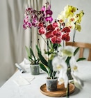 Orchidee von  im aktuellen Kaufland Prospekt für 9,99 €