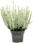 Besenheide Angebote von Beauty Ladies bei REWE Heidenheim für 1,49 €