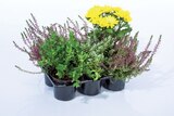 Barquette plantes extérieures - Lidl à Versailles Barquette plantes extérieures en promo chez Lidl Versailles à 5,39 €