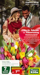 Pflanzen Kölle Prospekt für Fellbach: "Valentinstag-Special", 18 Seiten, 10.02.2025 - 16.02.2025