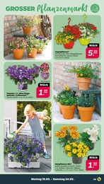 Tagetes Angebot & Preis im aktuellen Netto mit dem Scottie Prospekt Tagetes Angebot im aktuellen Netto mit dem Scottie Prospekt auf Seite 13