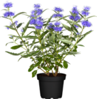 Bartblume von GROW by OBI im aktuellen OBI Prospekt für 11,99 €