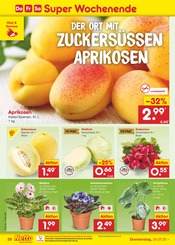 Aktueller Netto Marken-Discount Prospekt mit Zimmerpflanzen, "Aktuelle Angebote", Seite 48