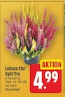 Calluna-Star-light-Trio im aktuellen E center Prospekt