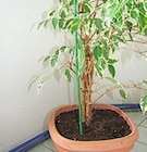 Aktuelles Bambus-Blumenstab H ca. 120 cm Angebot bei Thomas Philipps in Hamburg ab 0,49 €