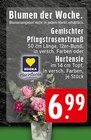EDEKA Bad Lippspringe - Gemischter Pfingstrosenstrauß Angebot im Prospekt Gemischter Pfingstrosenstrauß bei EDEKA im Bad Lippspringe Prospekt für 6,99 €