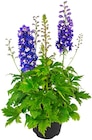 Penny Kirchlinteln - Rittersporn Angebot im Prospekt Rittersporn bei Penny im Kirchlinteln Prospekt für 5,79 €