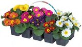 Primevères Acaulis en promo chez Lidl Primevères Acaulis dans le catalogue Lidl