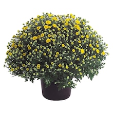 Herbst-Chrysantheme Höhe ca. 40 cm Topf-Ø ca. 19 cm Chrysanthemum indicum in Dorum im Angebot Herbst-Chrysantheme Höhe ca. 40 cm Topf-Ø ca. 19 cm Chrysanthemum indicum Angebot: Im aktuellen Prospekt bei OBI in Dorum