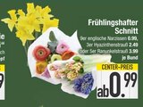 9er englische Narzissen im Angebot bei EDEKA in Straubing 9er englische Narzissen Angebote bei EDEKA Straubing für 0,99 €