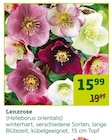 Lenzrose von  im aktuellen Pflanzen Kölle Prospekt für 15,99 €