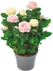 Topfrose zweifarbig für 4,99 € bei Netto mit dem Scottie im Angebot Topfrose zweifarbig im aktuellen Netto mit dem Scottie Prospekt