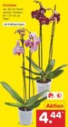 Orchidee im Angebot bei Netto Marken-Discount in Potsdam Orchidee Angebote bei Netto Marken-Discount Potsdam für 4,44 €