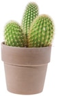 Cactus en pot céramique en promo chez Lidl Pau à 3,19 €