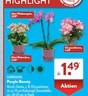 Mini-Phalaenopsis im ALDI SÜD Prospekt Mini-Phalaenopsis von Gardenline im aktuellen ALDI SÜD Prospekt für 1,49 €