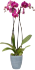 Schmetterlings-Orchidee im OBI Prospekt Schmetterlings-Orchidee von im aktuellen OBI Prospekt für 7,99 €