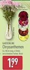 Chrysanthemen Angebot im ALDI Nord Prospekt Chrysanthemen im ALDI Nord Prospekt zum Preis von 1,99 €