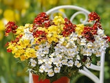 Angebot im Hagebaumarkt Schönkirchen Prospekt Hagebaumarkt Schönkirchen Prospekt mit im Angebot für 3,49 €