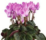 Alpenveilchen Outdoor-Cyclamen bei Wreesmann im Zwönitz Prospekt für 3,49 €
