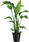 Aktuelles Grünpflanzen Tropical Angebot bei Globus-Baumarkt in Mannheim ab 19,99 €