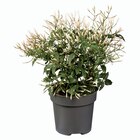 Jasmin touffe - Lidl à Caen Jasmin touffe en promo chez Lidl Caen à 4,99 €