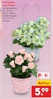 Aktuelles Hortensien Angebot bei Netto Marken-Discount in Salzgitter ab 5,99 €